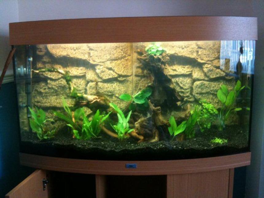 Rated #111: 180 Gallons Planted Tank - ...a pic before any fish were added.  Hav a few more plants now too...