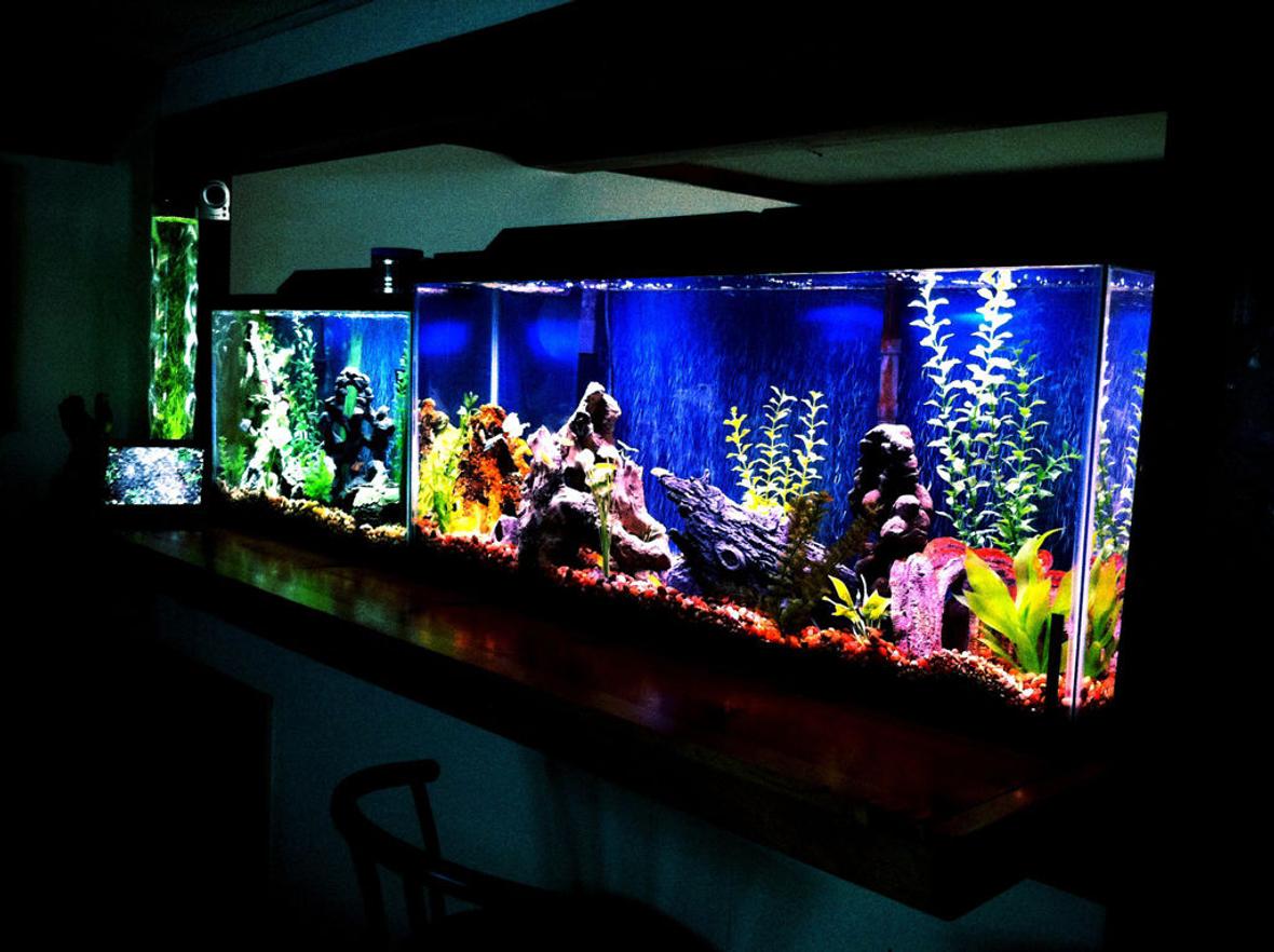 55 gallons freshwater fish tank (mostly fish and non-living decorations) - 55 Gallon next to 30 Gallon...