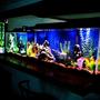 55 gallons freshwater fish tank (mostly fish and non-living decorations) - 55 Gallon next to 30 Gallon...