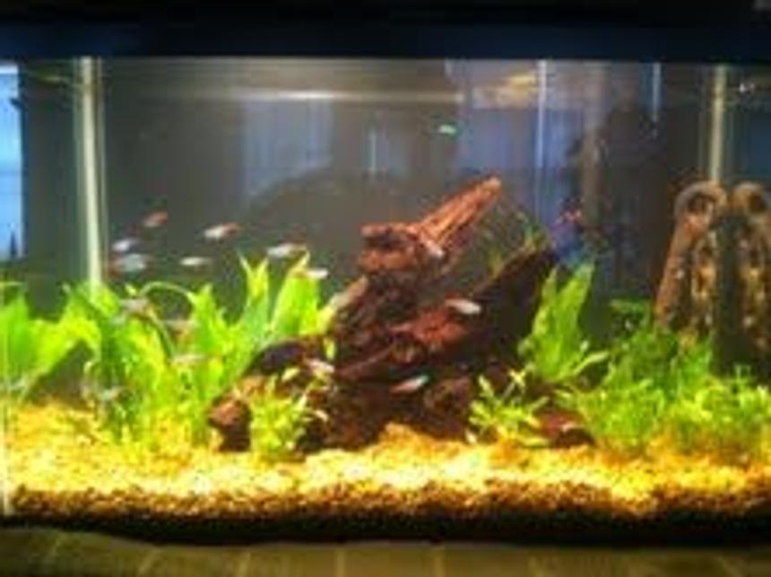 Rated #129: 10 Gallons Planted Tank - Amazon Theme tank, Cardinals, Neons, Cory cats