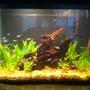 10 gallons planted tank (mostly live plants and fish) - Amazon Theme tank, Cardinals, Neons, Cory cats