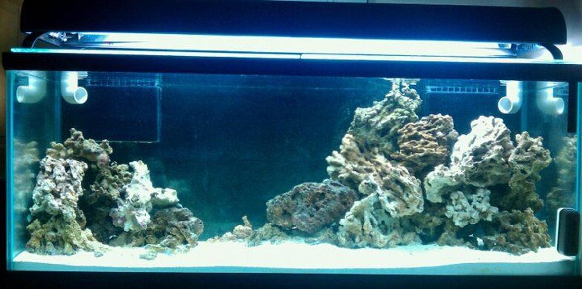 75 gallons reef tank (mostly live coral and fish) - Work in Progress