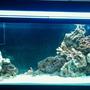 75 gallons reef tank (mostly live coral and fish) - Work in Progress