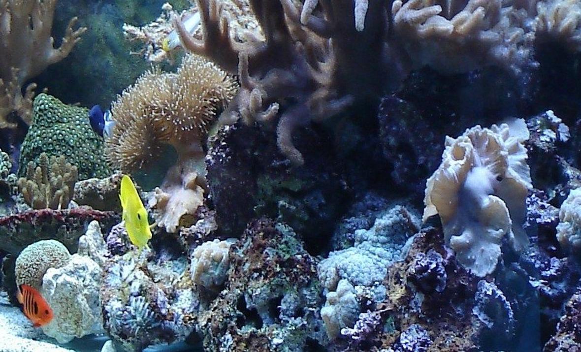 50 gallons reef tank (mostly live coral and fish) - my tank