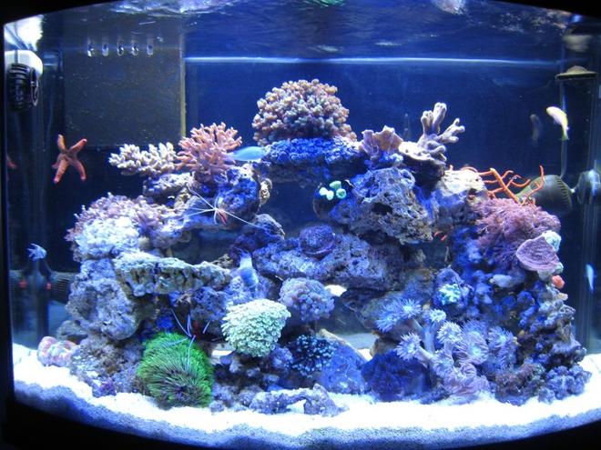 10 gallons reef tank (mostly live coral and fish) - 36 G