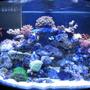 10 gallons reef tank (mostly live coral and fish) - 36 G