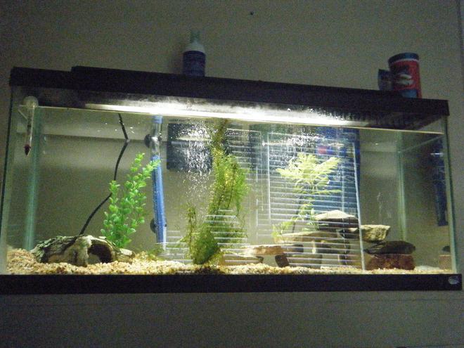 55 gallons freshwater fish tank (mostly fish and non-living decorations) - 55 Gallon Starter, 2 HOB filters one 60 gallon top fin and a standard 10 gallon, 300 watt heater, thermometer, 5 convicts and 1 green terror