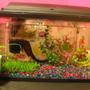 fish tank picture - This is my 10 gallon fish tank, see the long thing on the filter, thats my 9 inch pleco...dont worry!! he is only temorarily in there (i will only keep him in there for 12 hours) because my tank is having an algae problem =S He is the only fish in there at the moment (besides the fry in the breeders net), and he lives in my 55 gallon tank with his family of cichlids =)