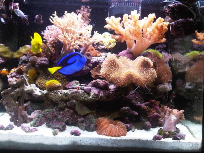 34 gallons reef tank (mostly live coral and fish) - After 14 Months