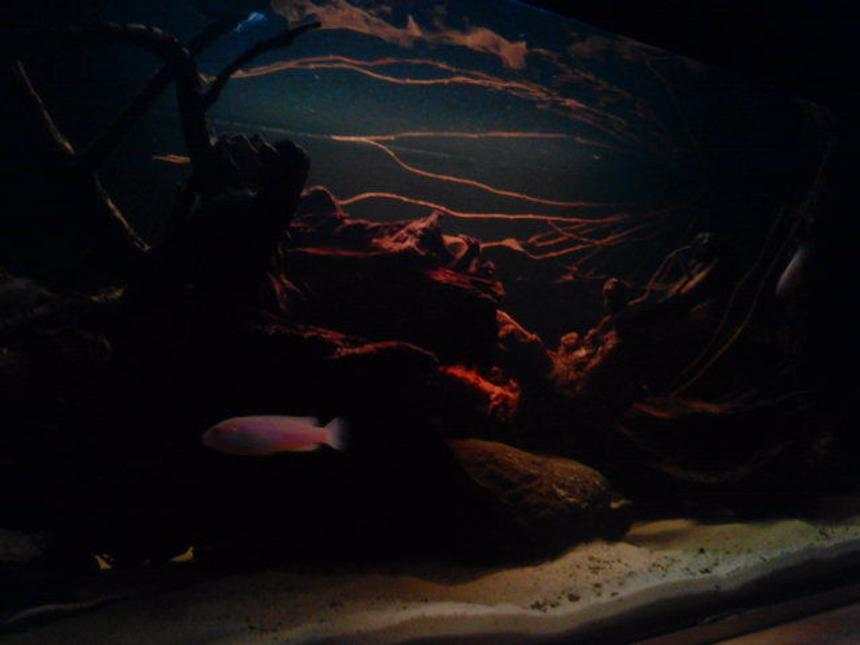 Rated #217: 20 Gallons Freshwater Fish Tank - black water biotope.