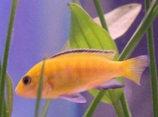 freshwater fish - labidochromis caeruleus - electric yellow cichlid stocking in 50 gallons tank - lab