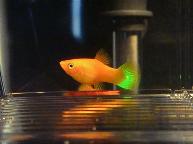 freshwater fish - xiphophorus maculatus - red platy stocking in 55 gallons tank - Red Platy