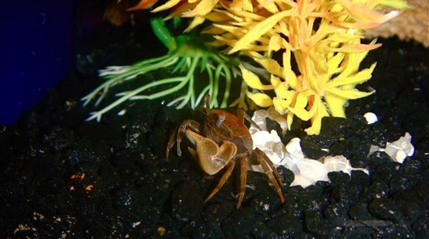 Rated #10: Corals Inverts - Trapezia Sp. - Acropora Crab Stocking In 55 Gallons Tank - Crab