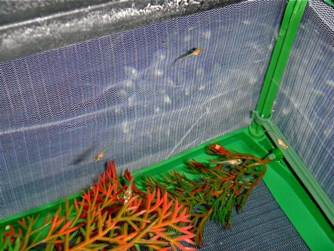 55 gallons freshwater fish tank (mostly fish and non-living decorations) - Guppy Fry