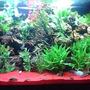 150 gallons planted tank (mostly live plants and fish) - Plants 95% live 5 % plastic various cichlids, red sand,mazanita wood, various porus bulk rock,assorted scavengers