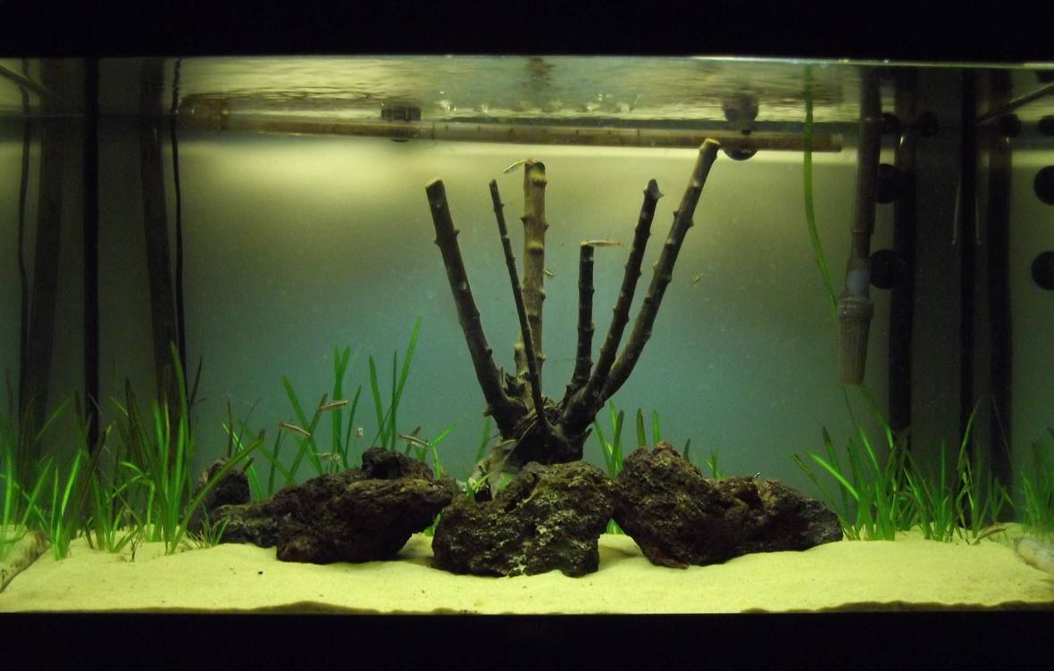 33 gallons planted tank (mostly live plants and fish) - The Early Stages following introduction of EI