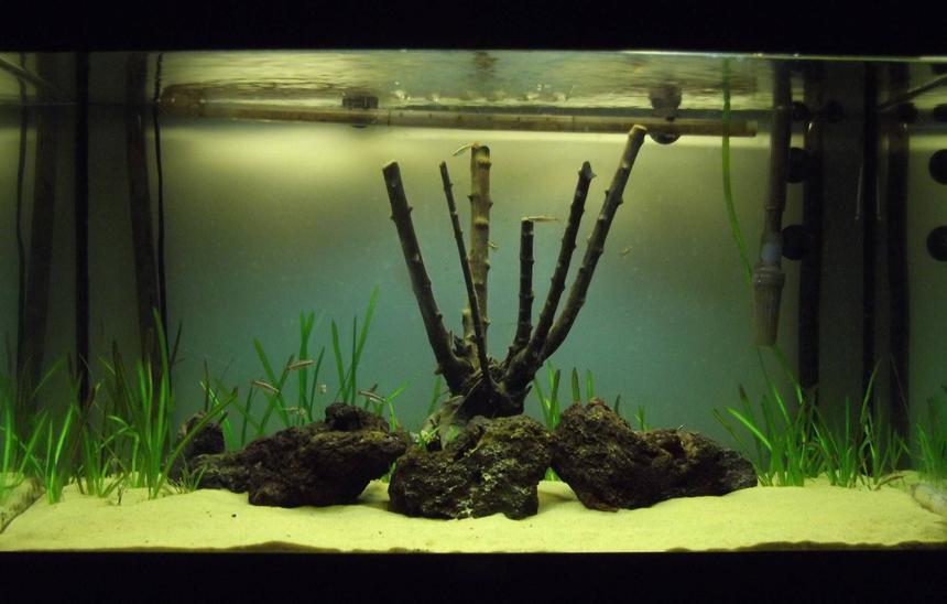 Rated #142: 33 Gallons Planted Tank - The Early Stages following introduction of EI