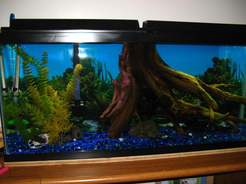 Rated #133: 55 Gallons Freshwater Fish Tank - This my dad's and my 55 gallon fish tank, at the moment we dont have many fish, there is a pleco kind of visible in this photo (by the rock) and there are three convicts (one is by the dutch shoe on the left) and a red zebra hiding.