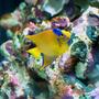 saltwater fish - holacanthus ciliaris - queen angelfish stocking in 150 gallons tank - Queen Angel with YT
