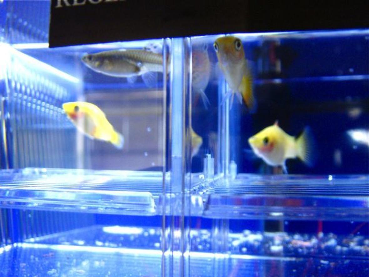 freshwater fish - xiphophorus maculatus - gold twin bar platy stocking in 55 gallons tank - Pregnant Guppy and Gold Twin Bar Platies.