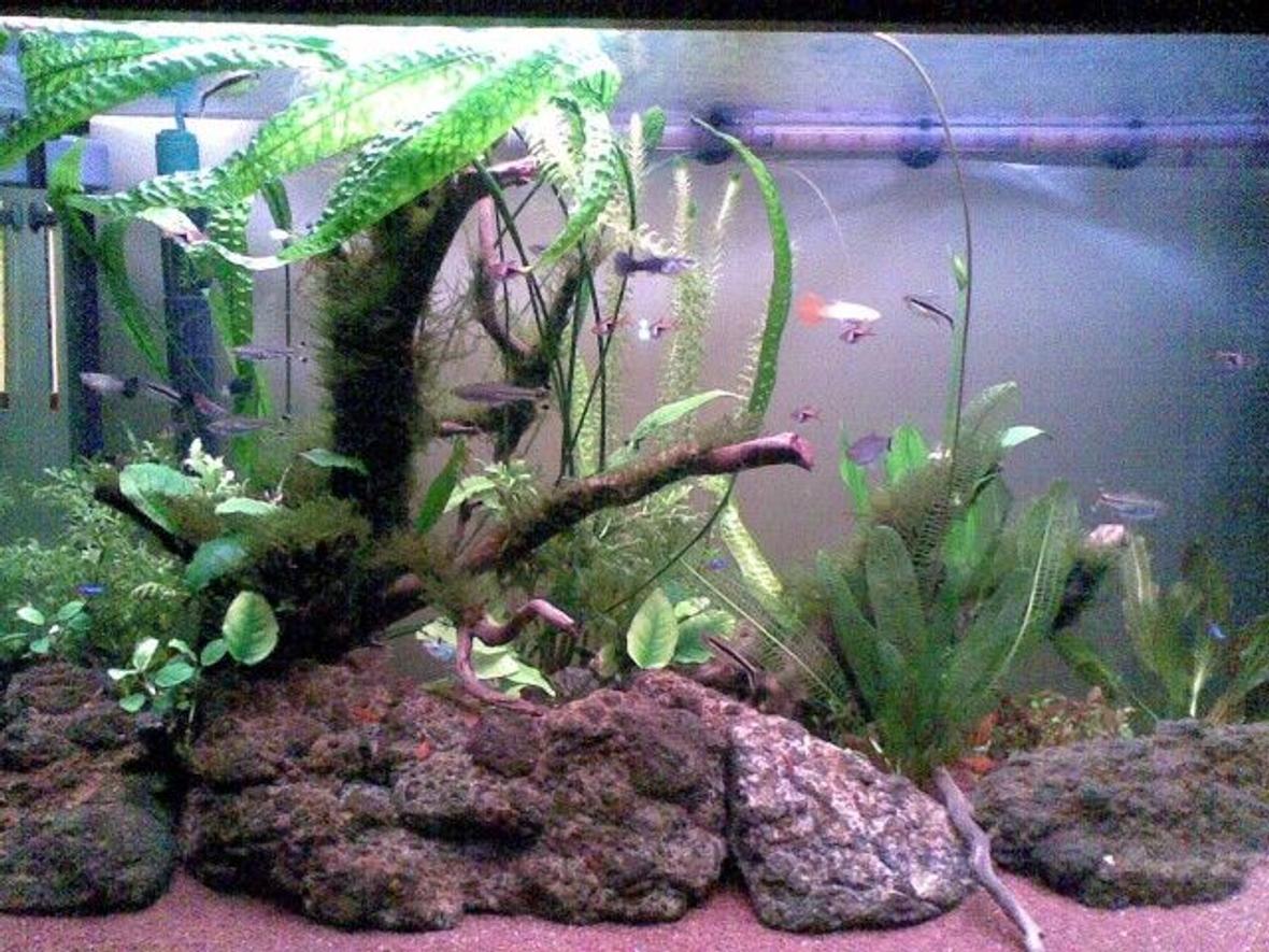 65 gallons freshwater fish tank (mostly fish and non-living decorations) - May 2011. Two months after initial setup. I installed a DIY yeast CO2 reactor 10 days ago.