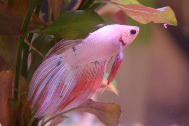 freshwater fish - betta splendens - betta - male stocking in 4 gallons tank - King Coral [K.C.]