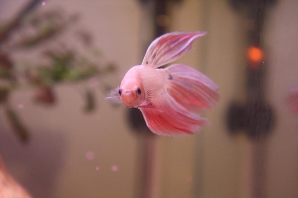 freshwater fish - betta splendens - betta - male stocking in 4 gallons tank - King Coral [K.C.]