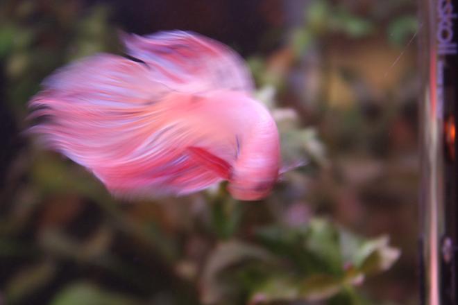 freshwater fish - betta splendens - betta - male stocking in 4 gallons tank - King Coral [K.C.]