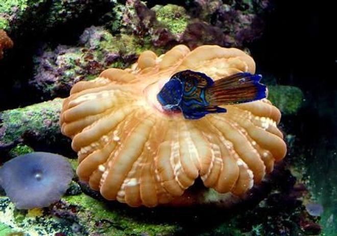 saltwater fish - synchiropus splendidus - green mandarin stocking in 90 gallons tank - Ooops, a Mandarin Snack. Bad Donut!