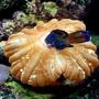 saltwater fish - synchiropus splendidus - green mandarin stocking in 90 gallons tank - Ooops, a Mandarin Snack. Bad Donut!