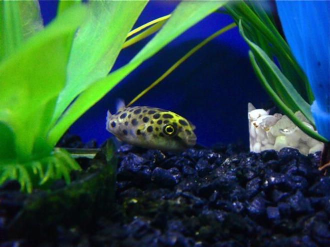freshwater fish - tetraodon nigroviridis - green spotted puffer stocking in 55 gallons tank - Green Spotted Puffer Fish