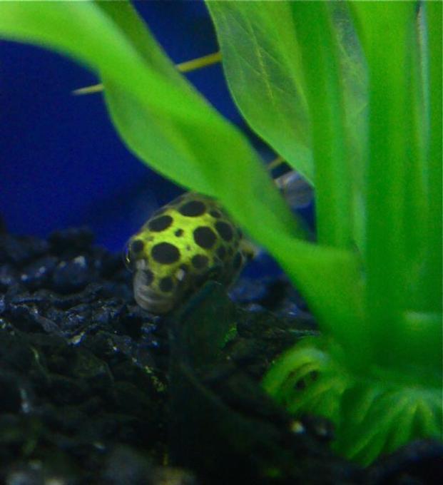 freshwater fish - tetraodon nigroviridis - green spotted puffer stocking in 55 gallons tank - Green Spotted Puffer