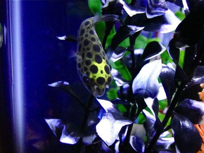 freshwater fish - tetraodon nigroviridis - green spotted puffer stocking in 55 gallons tank - Green Spotted Puffer