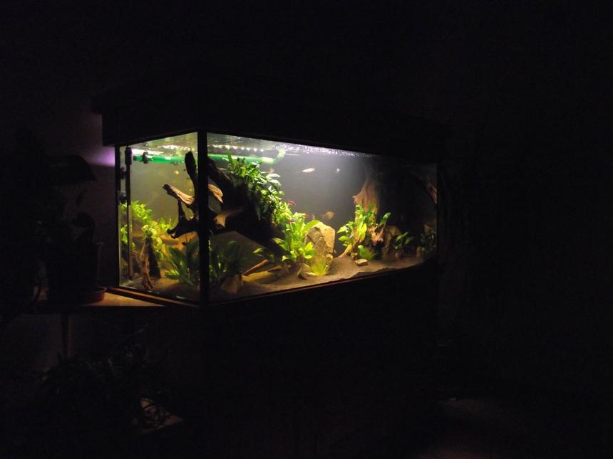Rated #58: 64 Gallons Planted Tank - new aquascape