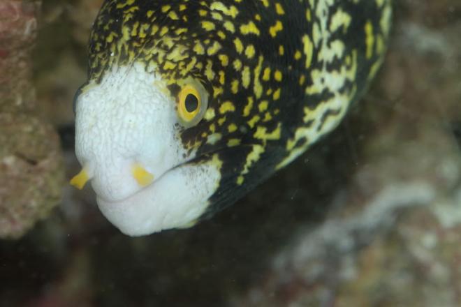 saltwater fish - echidna nebulosa - snowflake eel stocking in 90 gallons tank - my snowflake eel