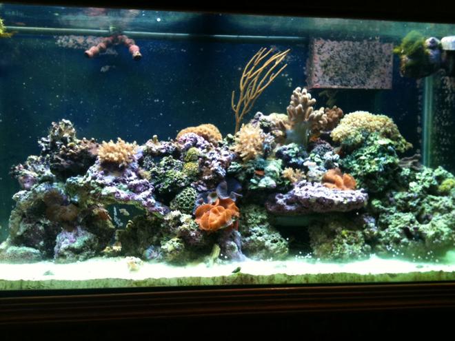 90 gallons reef tank (mostly live coral and fish) - 90 gallon reef