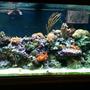 90 gallons reef tank (mostly live coral and fish) - 90 gallon reef