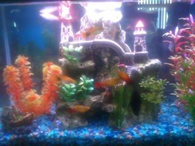 10 gallons freshwater fish tank (mostly fish and non-living decorations) - updated tank set up