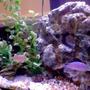 50 gallons freshwater fish tank (mostly fish and non-living decorations) - busy tank