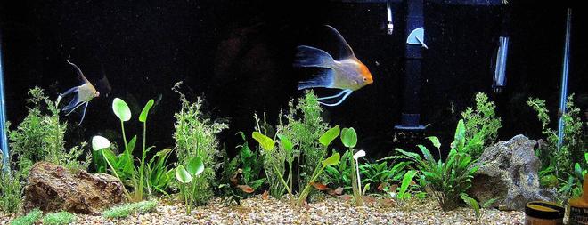 55 gallons planted tank (mostly live plants and fish) - Got plants yestreday, will update picture soon! please leave advice in comments to make tank better