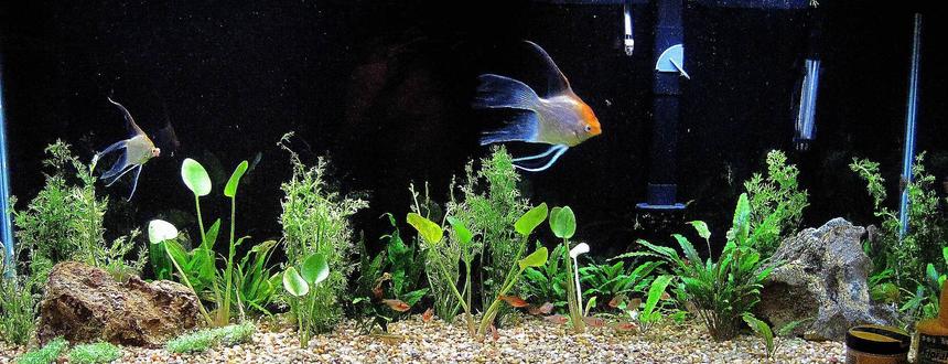 Rated #112: 55 Gallons Planted Tank - Got plants yestreday, will update picture soon! please leave advice in comments to make tank better