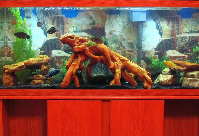 55 gallons freshwater fish tank (mostly fish and non-living decorations) - My 55g Cichlid Tank