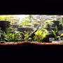 55 gallons planted tank (mostly live plants and fish) - My first attempt at several things...A custom made background, live plants, and African cichlids (demasoni,yellow labs, red zebras, and cobalt blues)...Not a single plant lost or even a demasoni lost. Granted I do need a better camera.