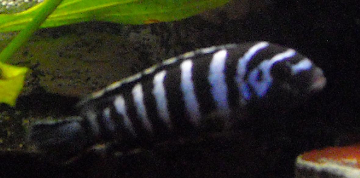 freshwater fish - pseudotropheus demasoni - demasoni cichlid stocking in 55 gallons tank - One of my Demasoni. I call him Bull, being a fan of Night Court, plus he is the biggest male demasoni in the tank.