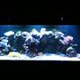 300 gallons reef tank (mostly live coral and fish) - Hamlin Family Reef Tank