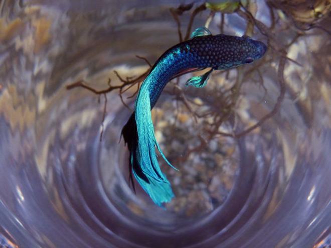 freshwater fish - betta splendens - betta - male stocking in 55 gallons tank - .