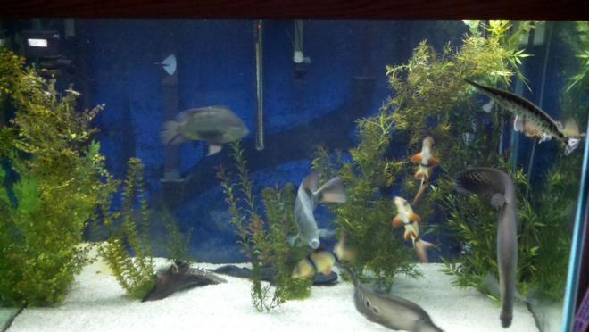 150 gallons freshwater fish tank (mostly fish and non-living decorations) - This is my 150 gallon freshwater aquarium.