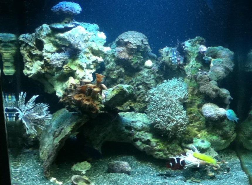 Rated #87: 28 Gallons Reef Tank - Reef tank
