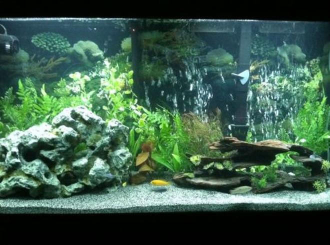 60 gallons planted tank (mostly live plants and fish) - More of cichlid tank