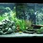 60 gallons planted tank (mostly live plants and fish) - More of cichlid tank